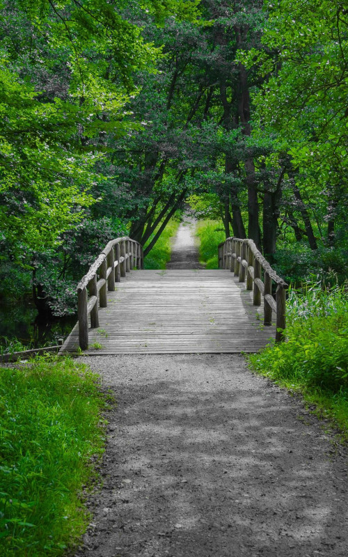 Pathway through the woods